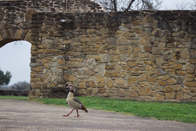Egyptian goose