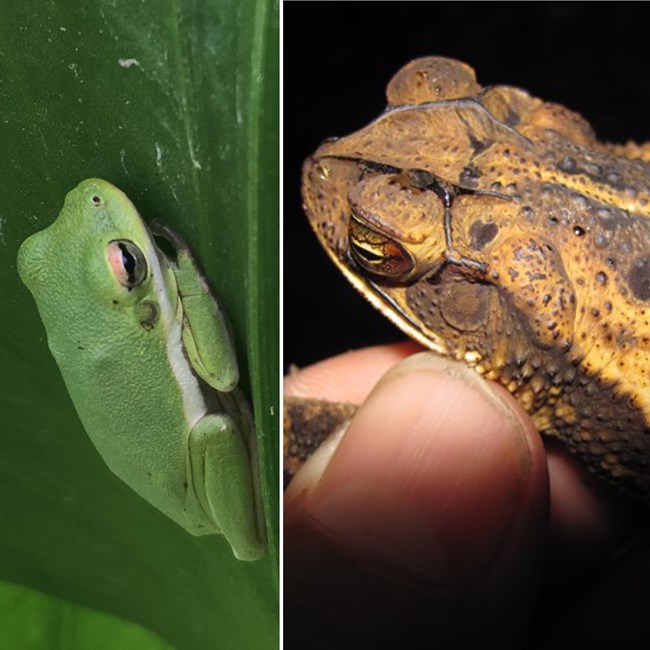 On left: bright green frog with beige underbelly. On right: brown and tan toad. Close-up.