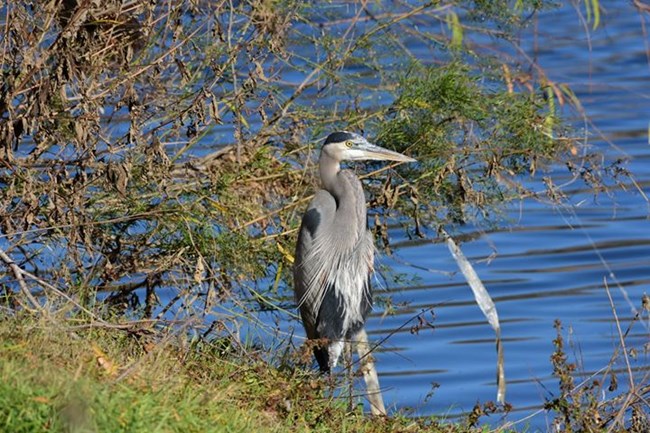 Great Blue Heron bird stands at the water's edge, looking straight at the camera. Grey and black feathers.