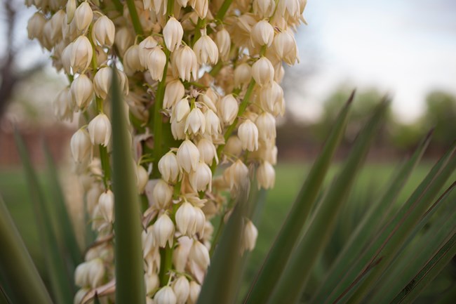 Yucca plant in bloom