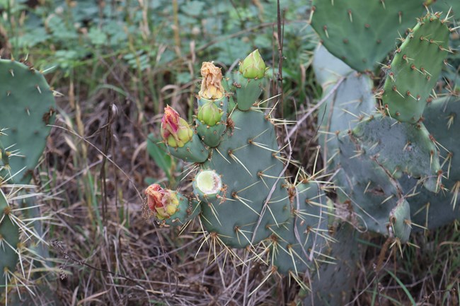 Green prickly pear cactus with teardrop shaped pads and circular pink fruits. Whitish thorns cover the pads.