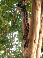 Rat snake in tree