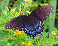 tiger swallowtail butterfly
