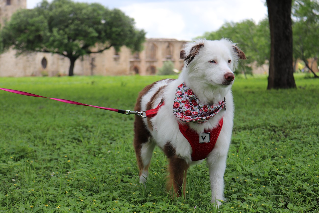 Spotted white and brown dog on leash in front of the limestone convento at Mission San Jose