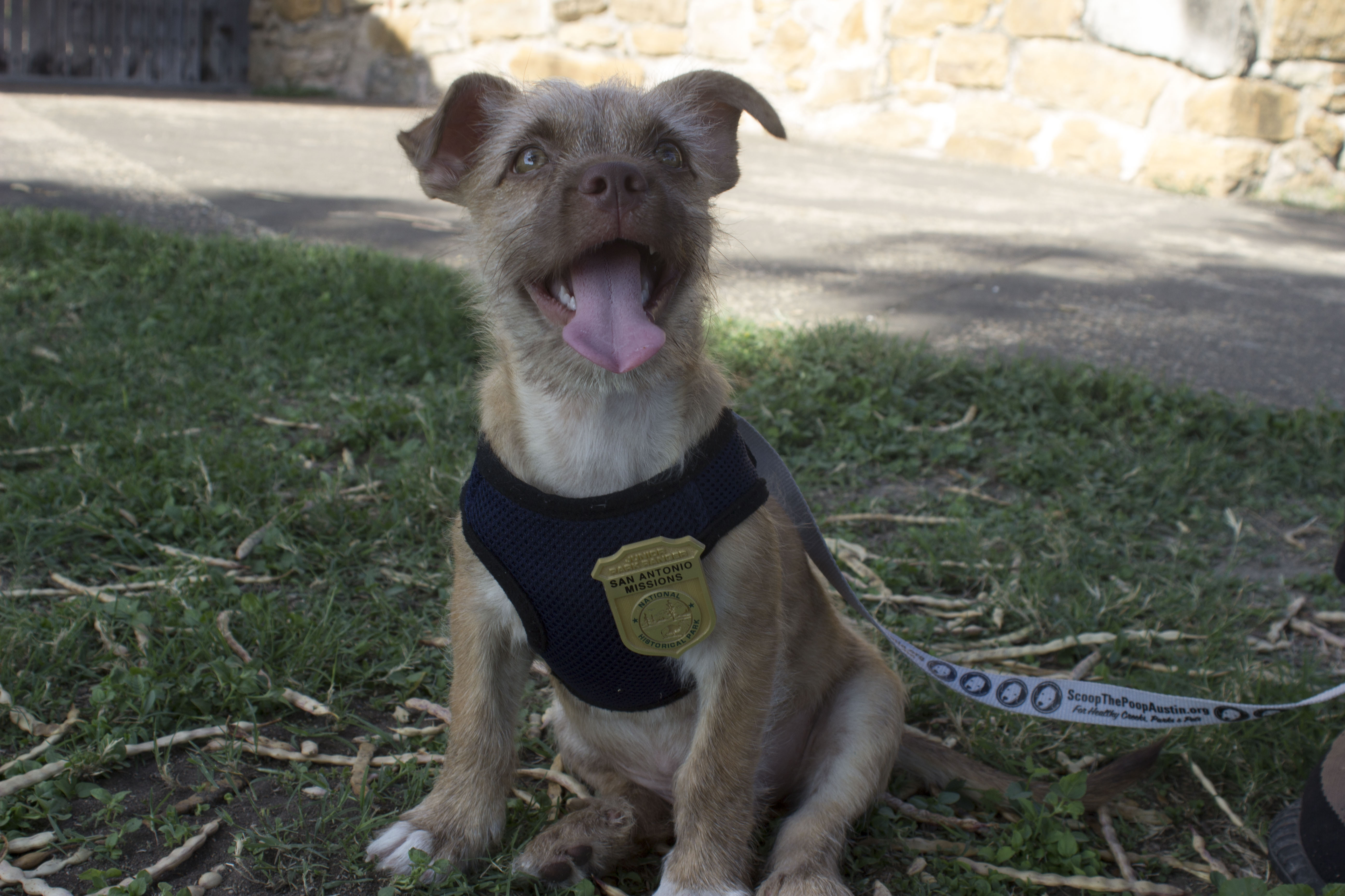 are dogs allowed at history park san jose