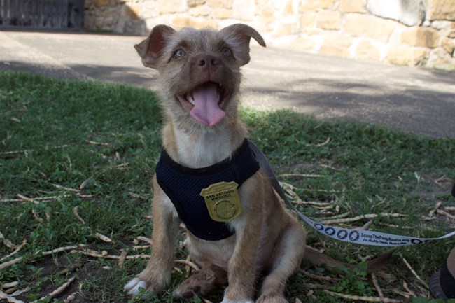 Bark Ranger dog sits at Mission San Jose
