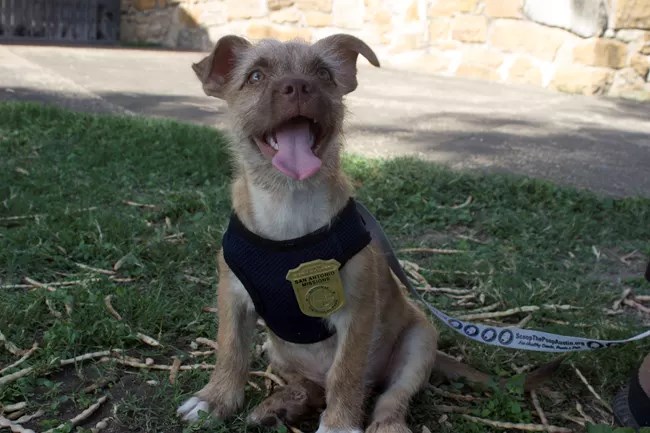 Puppy with their tongue out wearing a harness and junior ranger badge