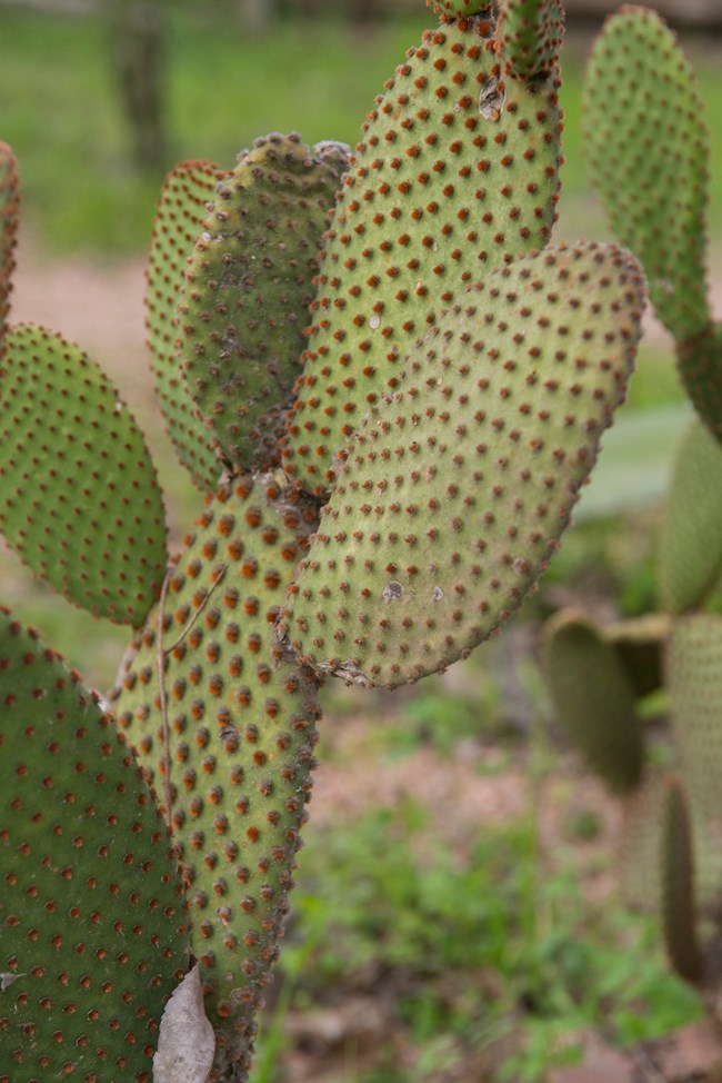 Prickly Pear cactus growing by the San Antonio River