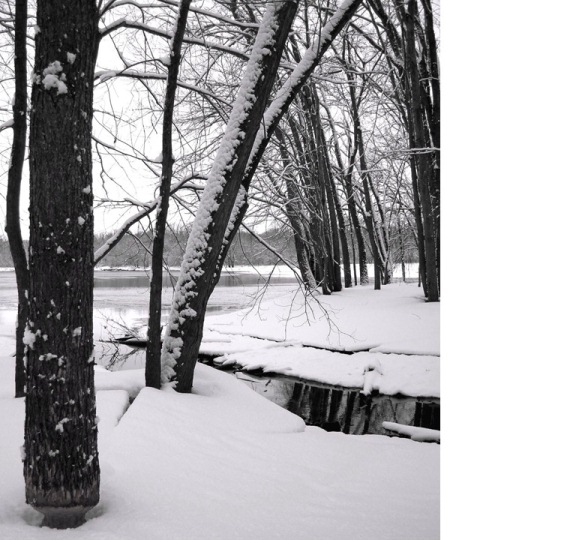 A winter image of a small stream flowing into the St. Croix River. In the foreground a standing tree has been chewed at the base by a beaver sometime in the past. (NPS Photo)