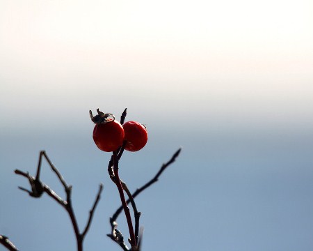 Two bright red winter berries stand out against an undefined blue background. Photo by Ronnie, aged 16