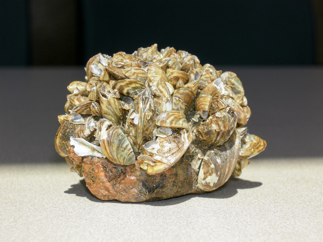 Zebra mussels on rock.