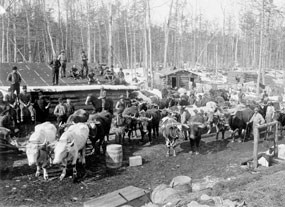 Three log structures in background with oxen and men in foreground