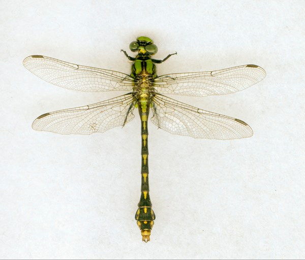 St. Croix Snaketail Dragonfly
