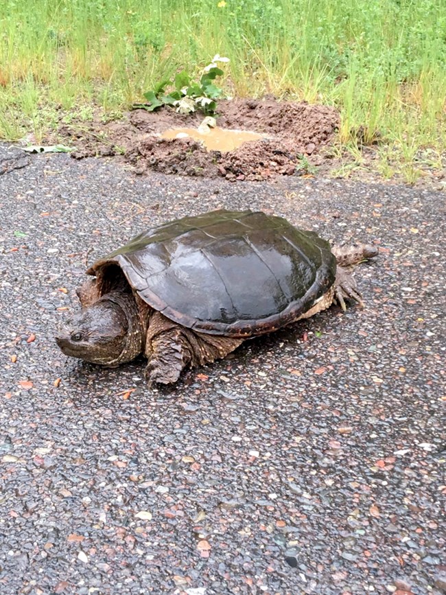 Snapping turtle on paved road.