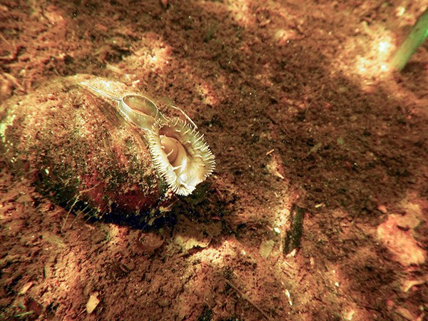 Mussel showing siphon Freshwater mussel underwater
