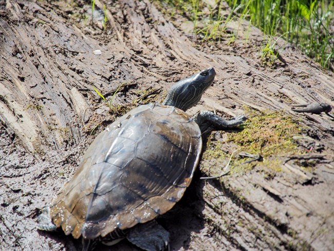 Map Turtle resting on log