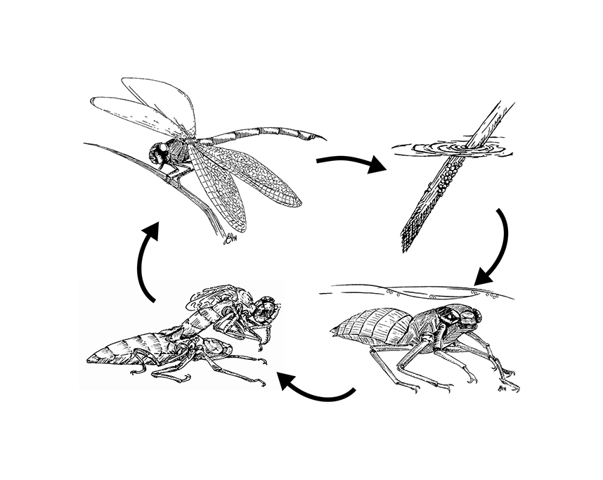 Dragonfly life cycle