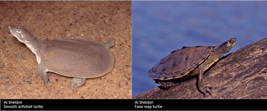 smooth softshell turtle and false map turtle