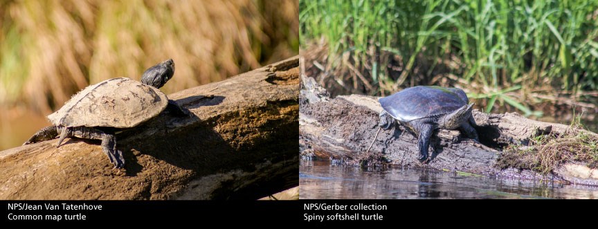 Map turtle and Spiny softshell turtles
