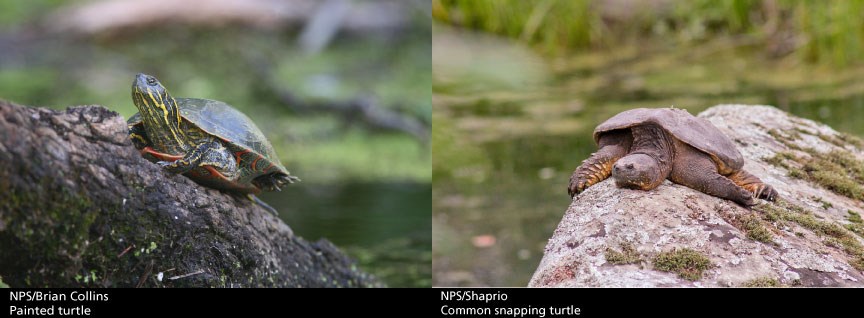Painted turtle and snapping turtle