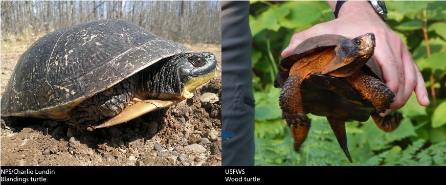 Blandings turtle and wood turtle