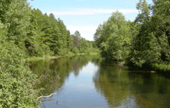 Trees, including pines, line the shore as the river disappears around the bend Trees, including pines, line the shore as the river disappears around the bend
