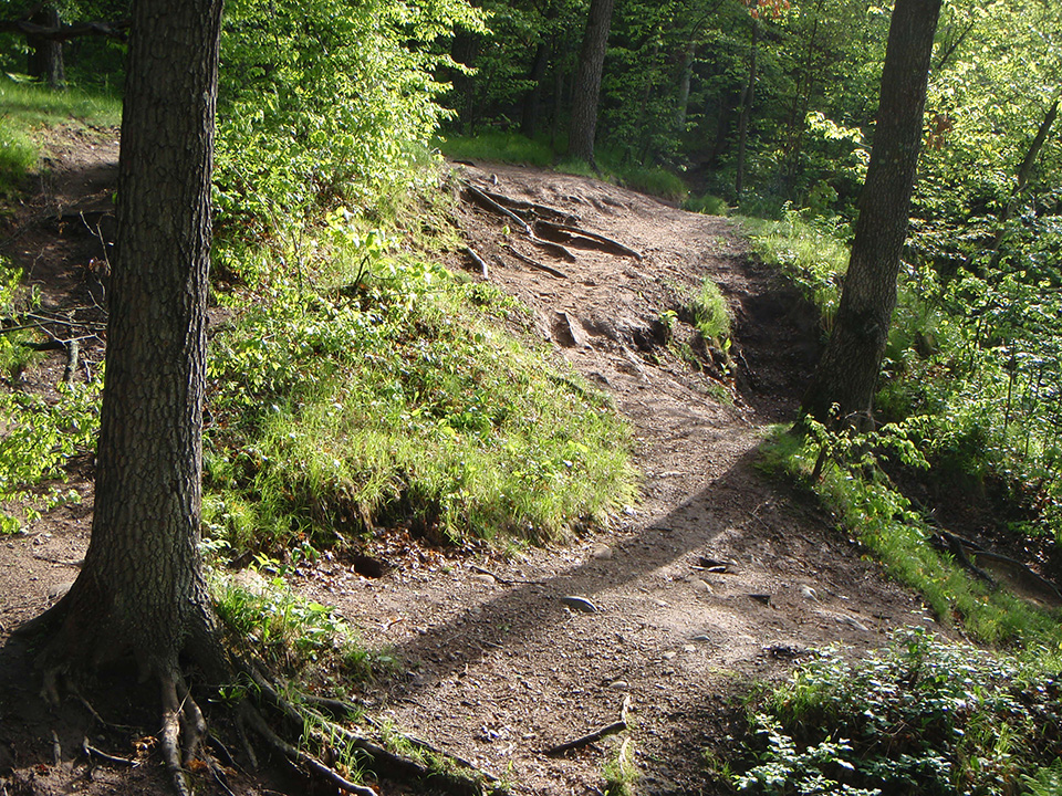 Sunlight on brown sandy trail with rocks and tree roots sticking out of the trail.  Grass, bushes, and trees surround the trail.