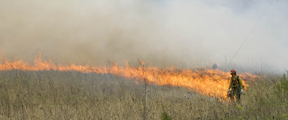 A firefighter in a yellow shirt looks back towards a wildfire.