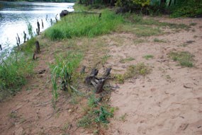 A shore line is shown with a mix of some green plants and bare sandy soil with a few tree stumps.