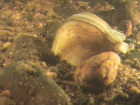 A yellowish-brown mussel, buried part way in the river bottom, has a white fleshy part sticking out from the shell A yellowish-brown mussel, buried part way in the river bottom, has a white fleshy part sticking out from the shell