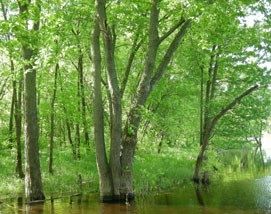 trees with leaves, with bottom of trunks underwater from flooding trees with leaves, with bottom of trunks underwater from flooding