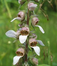 A brownish hood with a white tongue extending make up the flowers that form an upright cluster on the stem.