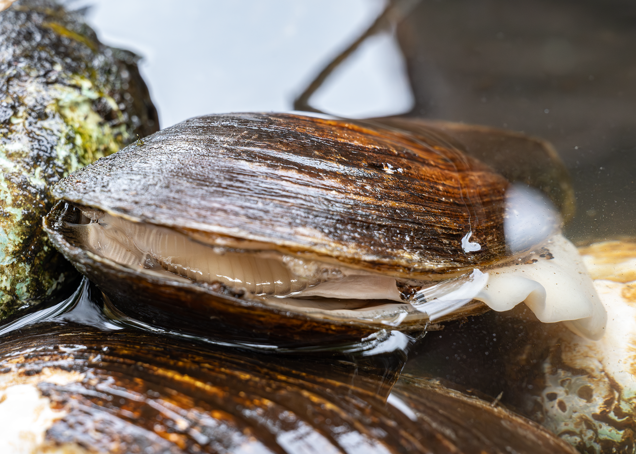 Throught the gap between its shells, a female mussel is seen to have its gills full of larvae ready to be released.
