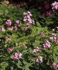 A four petaled pink flower