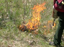 A small fire burns in the grass, lit by a small tank that drips ignited fuel carried by a firefighter.