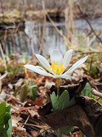 A white and yellow flower nestles in leaves.
