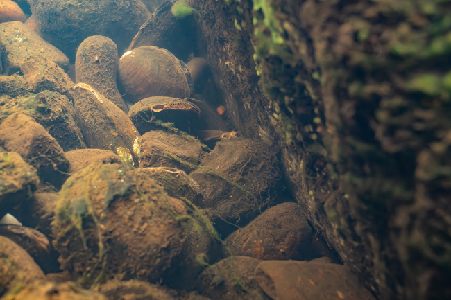 A large group of mussels piled at the base of a boulder.