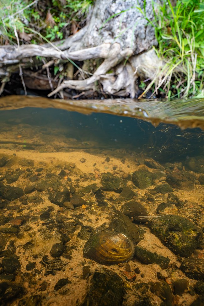 A split shot image with a tree on a river bank out of the water above and a mussel underwater below.
