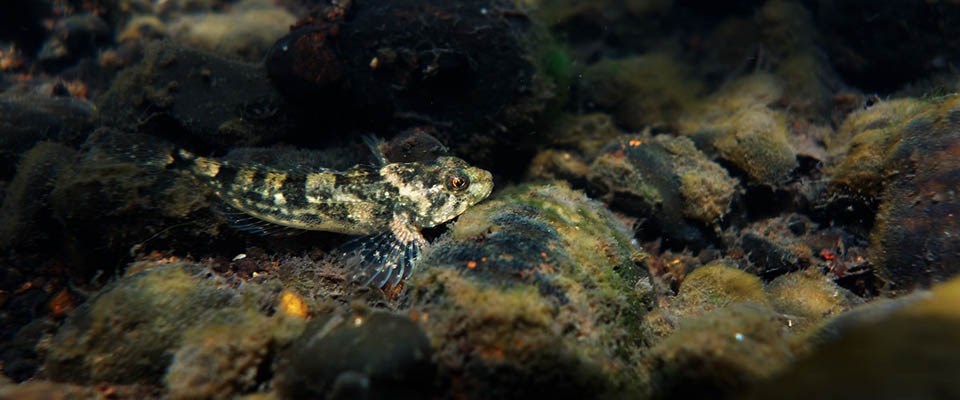 A tiny fish rests on its fins on the bottom of a dark river.