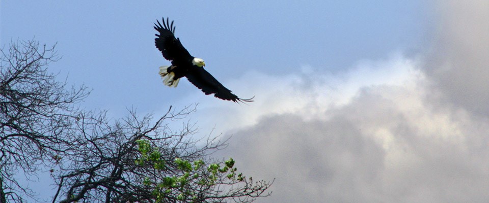 A bald eagle soars in a brilliant blue sky.