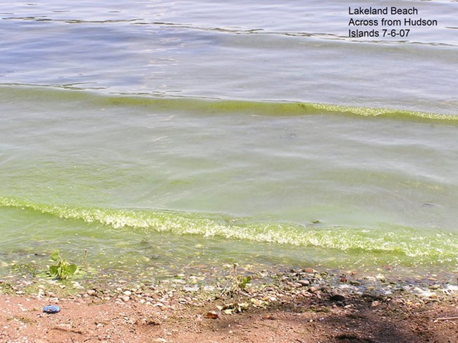 water near sandy shore is abnormally yellowish-green in color