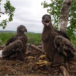 Two young fluffy brown eagles, one with its mouth wide open look out from their nest Two young fluffy brown eagles, one with its mouth wide open look out from their nest