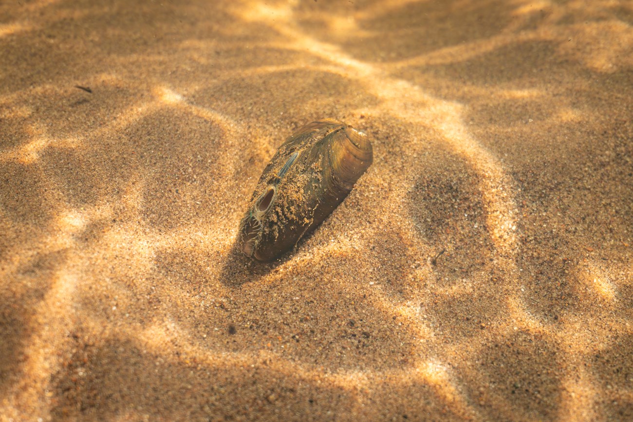 A bivalve mollusk filters water while sitting in a sandy river bottom.