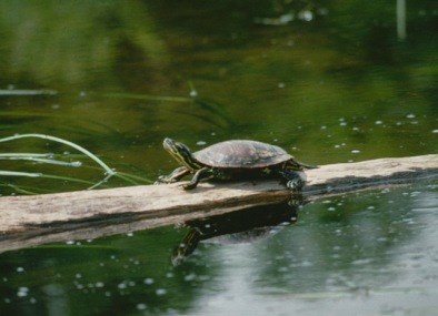 painted turtle with its yellow striped neck stretched out rests on a log admidst green water. painted turtle with its yellow striped neck stretched out rests on a log admidst green water.
