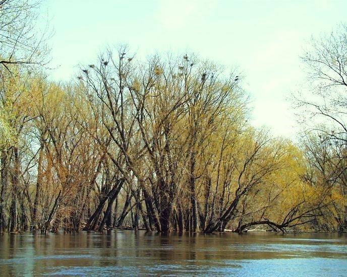 Tree with numerous heron nests at its top near a blue river amongst other budding green trees in spring.