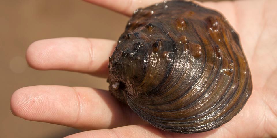 A person holds an endangered winged maple-leaf mussel.