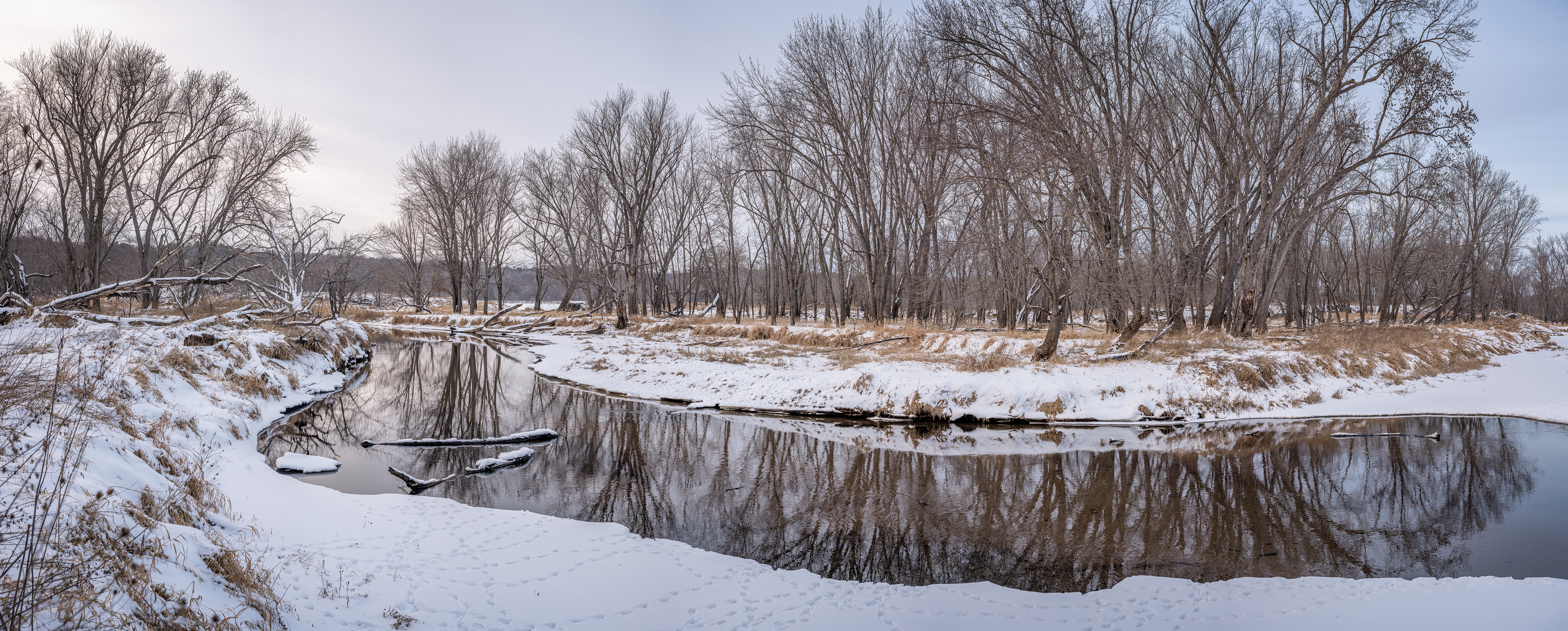 A calm, shallow stream curves around bends through a snowy floodplain. Bare trees stand against a uniformly overcast sky and reflect, gently rippled, ion the water's surface. Fresh animal tracks abound in soft snow on the river bank.