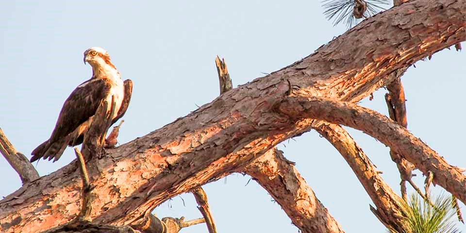 An osprey sits in a pine tree.