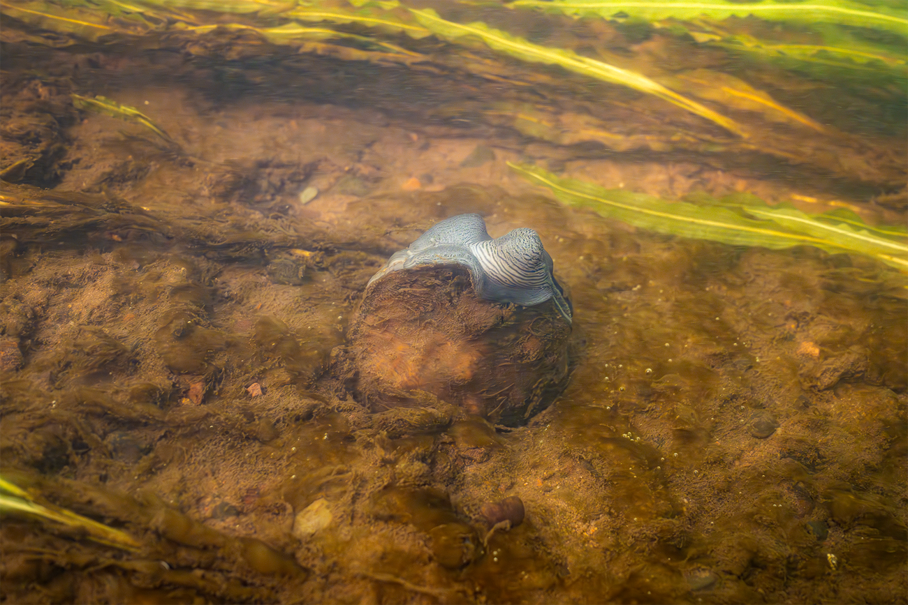 A winged mapleleaf mussel displays its lure that attracts certain fish.