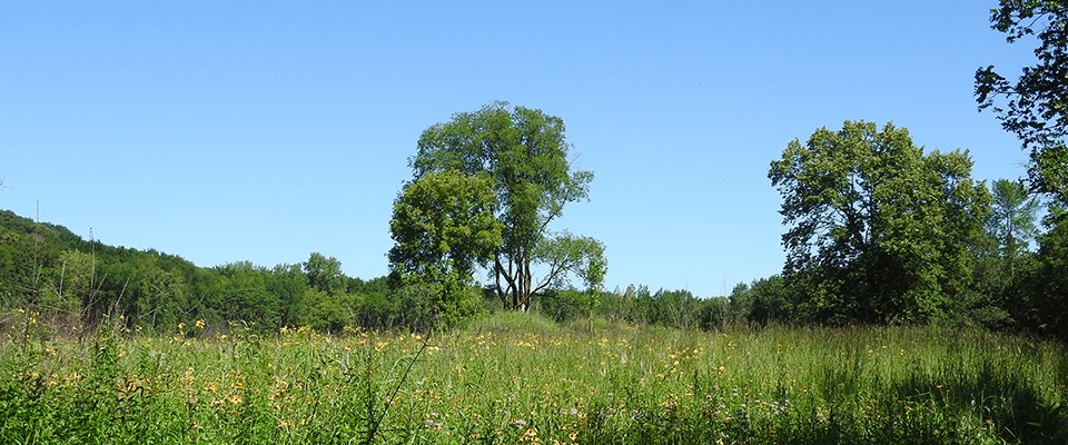 A prairie of green grasses and trees against a pure blue sky.